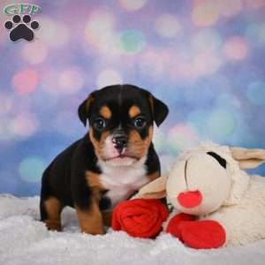 Buddy, Miniature Bulldog Puppy
